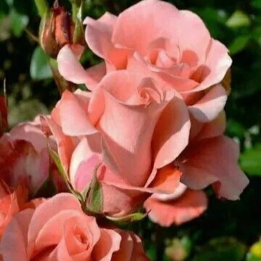 10 Salmon Rose Flower Bush Shrub Flowers Perennial Seeds | www.seedsplantworld.com