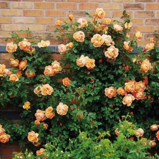 10 Climbing Light Orange Rose Flower Bush Shrub Flowers Perennial Seeds | www.seedsplantworld.com