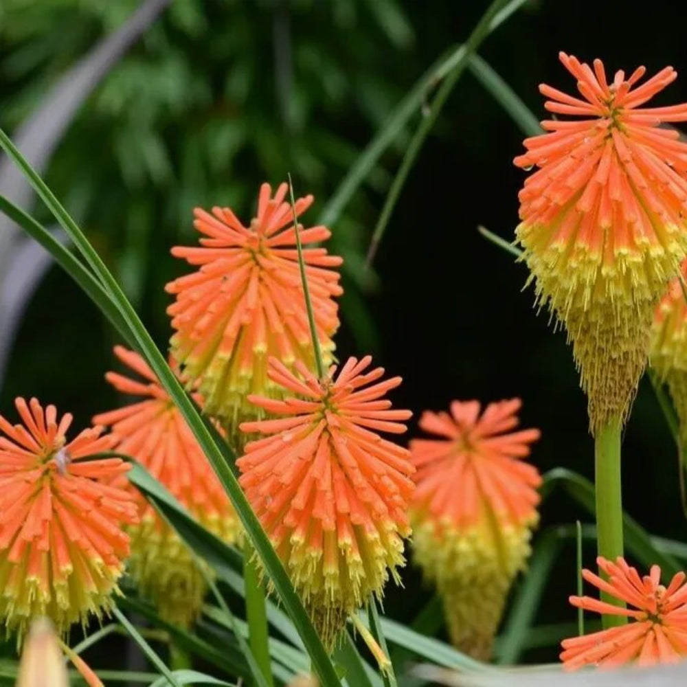 25 Rooperi Torch Lily Hot Poker Flower Perennial Seeds | www.seedsplantworld.com