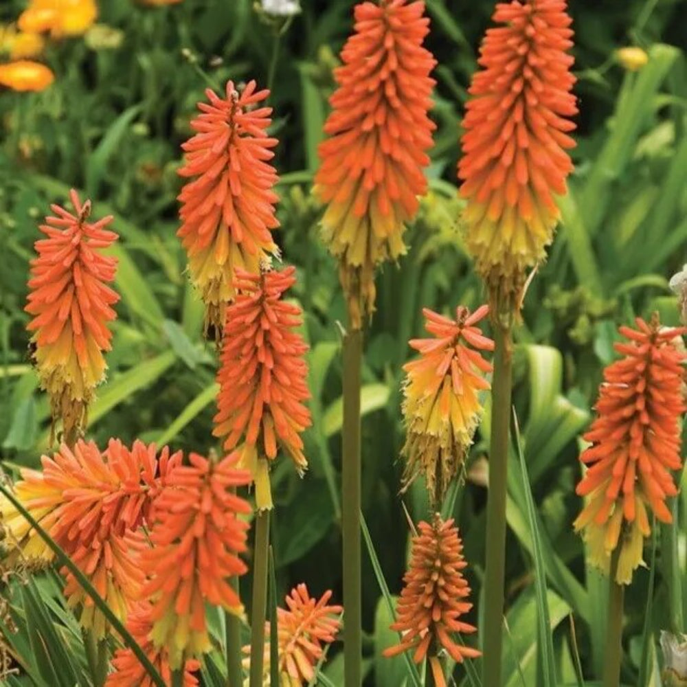 25 Flamenco Torch Lily Hot Poker Flower Perennial Seeds | www.seedsplantworld.com