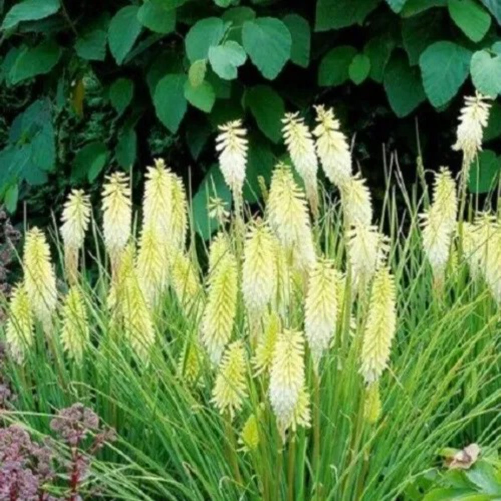 25 Pineapple Torch Lily Hot Poker Flower Perennial Seeds | www.seedsplantworld.com