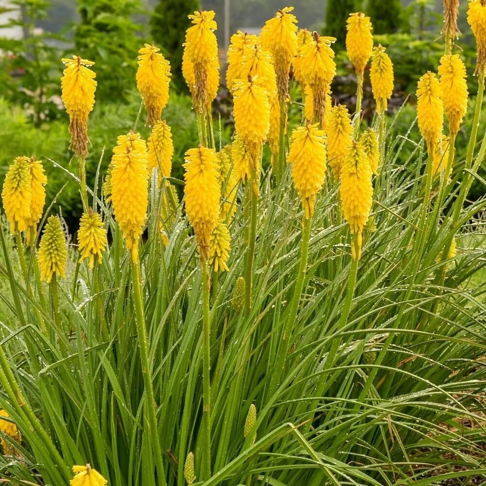 25 Solar Flare Torch Lily Hot Poker Flower Perennial Seeds | www.seedsplantworld.com