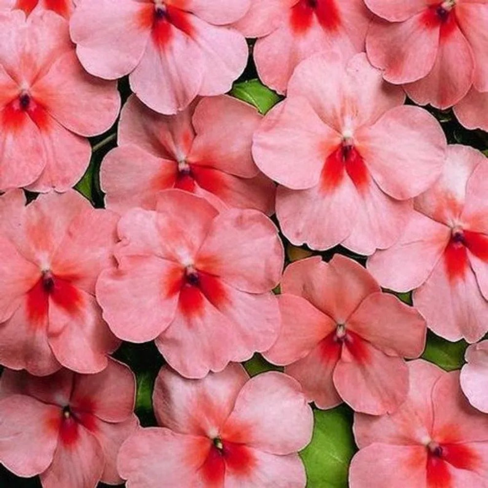 50 Salmon Splash Impatients Flower Flowers Bloom Annual Seeds | www.seedsplantworld.com