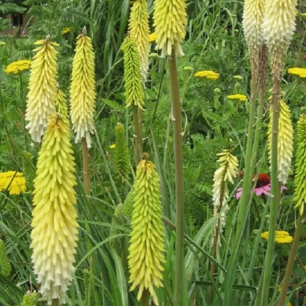 25 White Yellow Hot Poker Torch Lily Flower Perennial Seeds | www.seedsplantworld.com