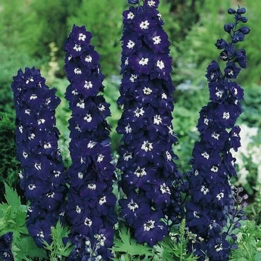 50 Dark Blue Delphinium Garden Flower Bloom Flowers Perennial Seeds | www.seedsplantworld.com