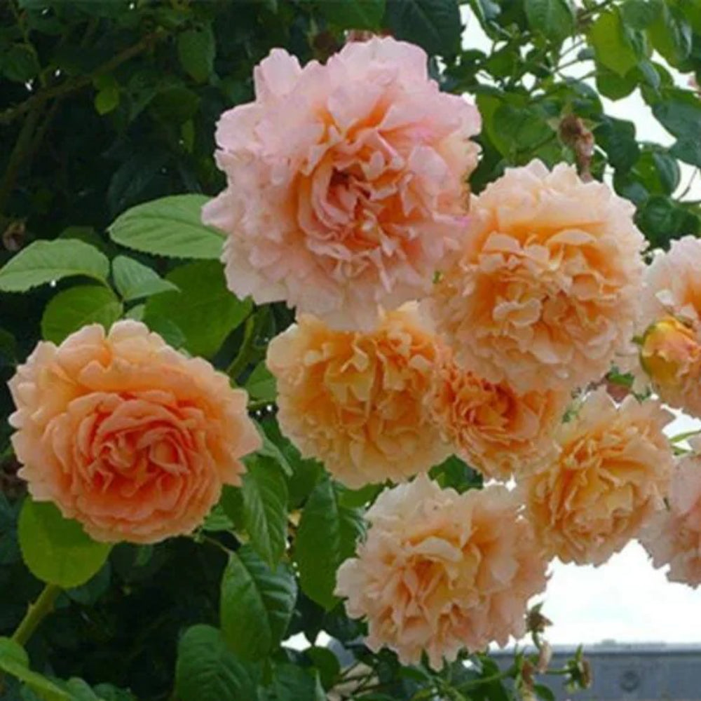 10 Climbing Double Orange Rose Flower Bush Shrub Flowering Perennial Seeds | www.seedsplantworld.com