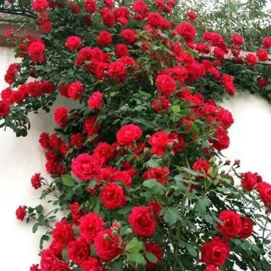 10 Climbing Red Rose Flower Bush Bloom Shrub Flowering Perennial Seeds | www.seedsplantworld.com