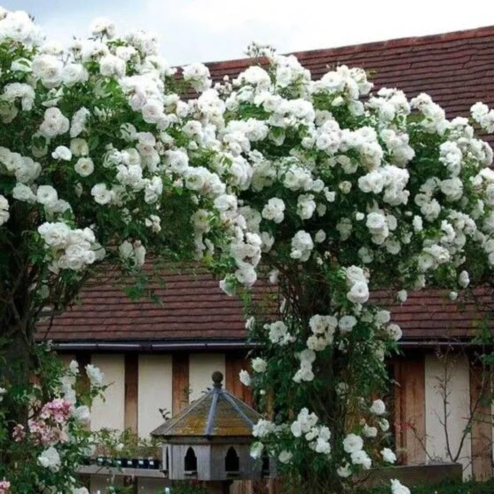 10 Climbing White Rose Flower Bush Bloom Shrub Flowers Perennial Seeds | www.seedsplantworld.com