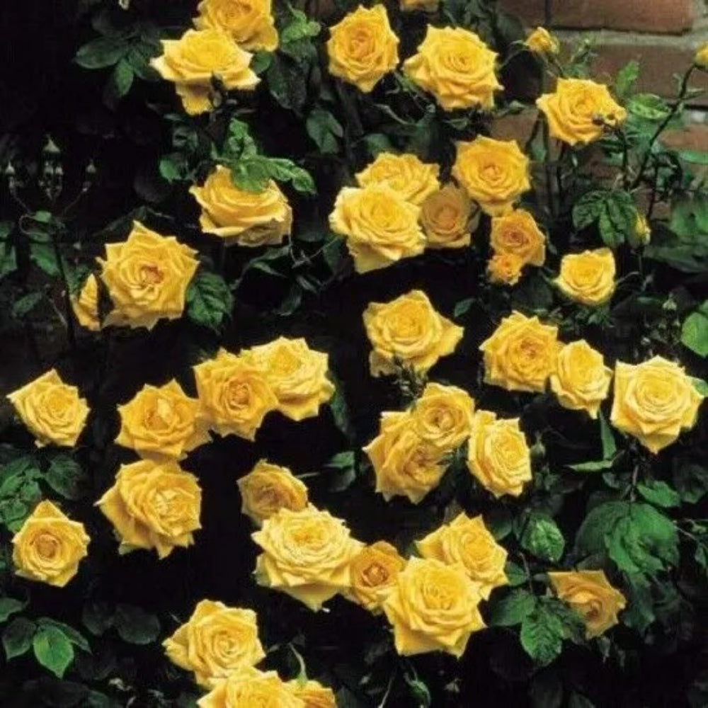 10 Climbing Yellow Rose Flower Bush Bloom Shrub Flower Perennial Seeds | www.seedsplantworld.com