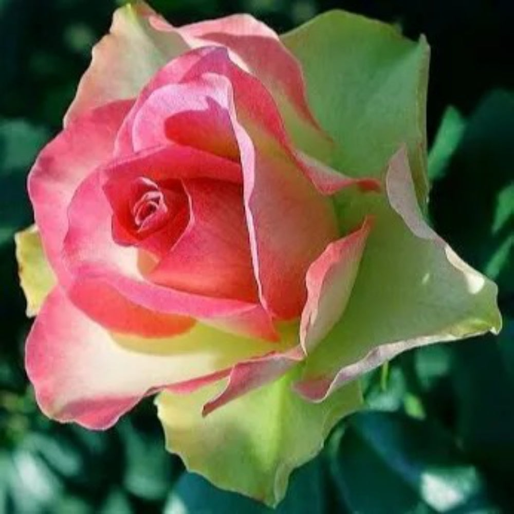 10 Green Pink Rose Flower Bush Bloom Shrub Flowering Perennial Seeds | www.seedsplantworld.com