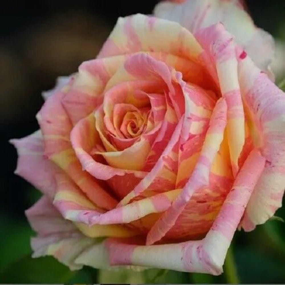 10 Pink Yellow Cream Rose Flower Bush Shrub Flowers Perennial Seeds | www.seedsplantworld.com