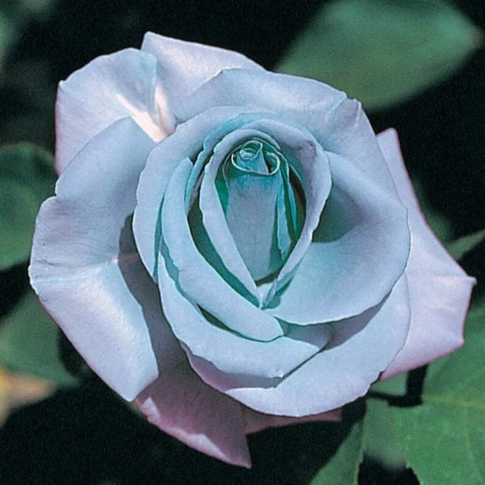 10 Blue Rose Flower Bush Shrub Flowers Flowering Bloom Perennial Seeds | www.seedsplantworld.com