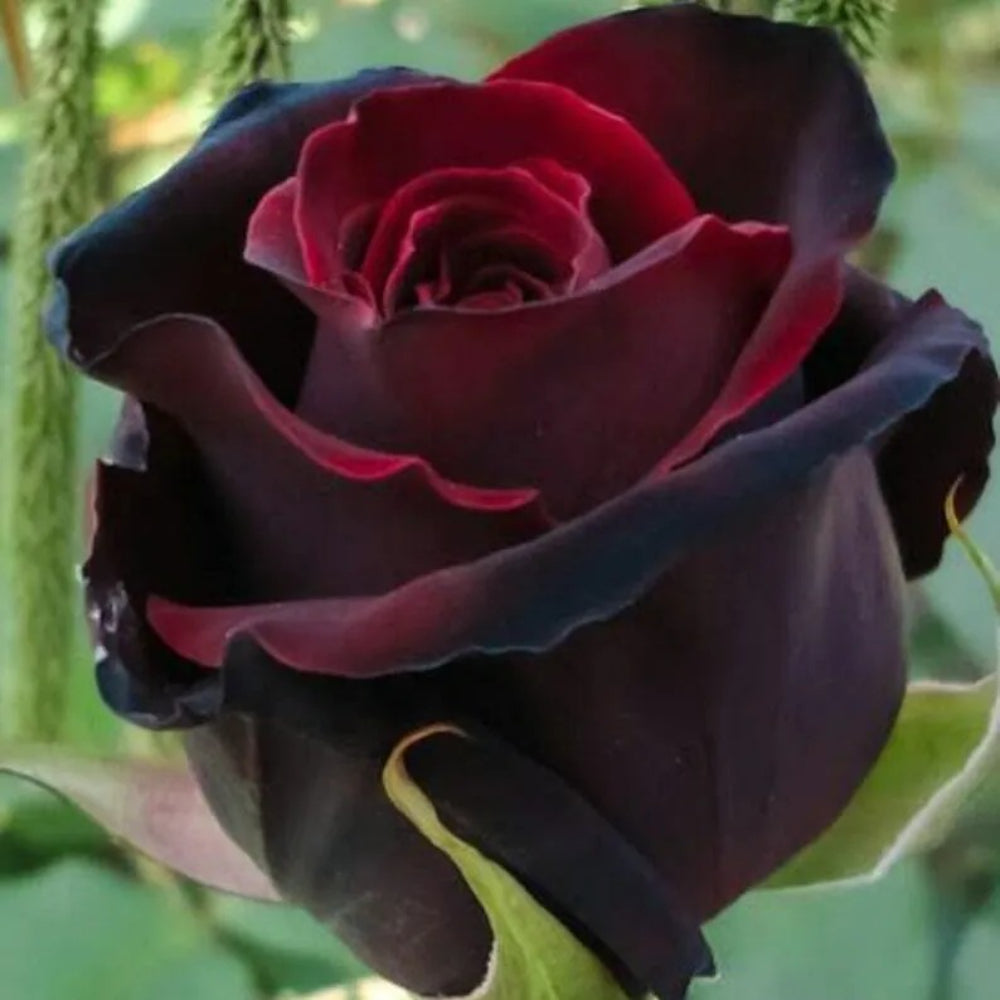 10 Red Black Rose Flower Bush Bloom Shrub Flowering Perennial Seeds | www.seedsplantworld.com