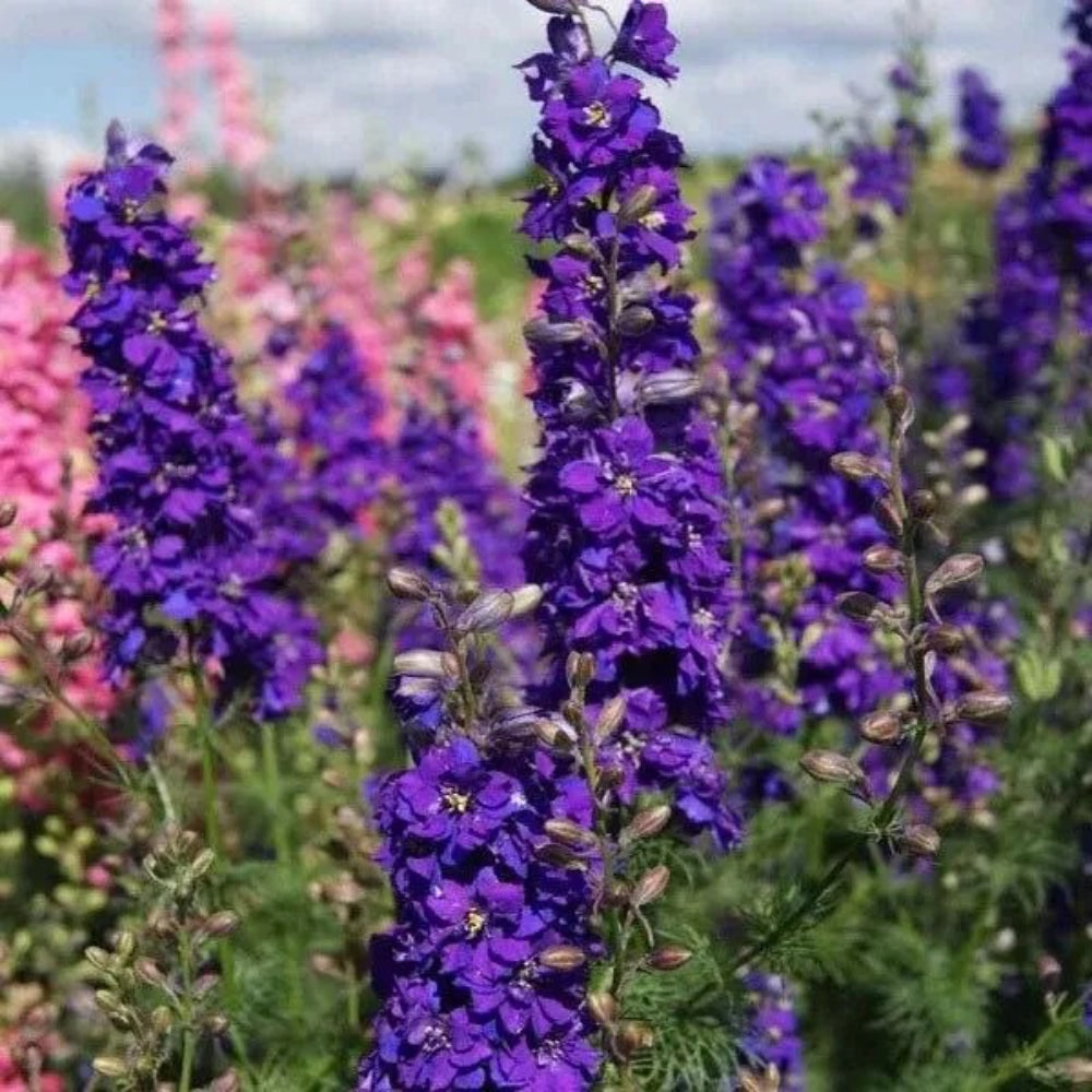 50 Dark Purple Delphinium Garden Flower Bloom Flowers Perennial Seeds | www.seedsplantworld.com