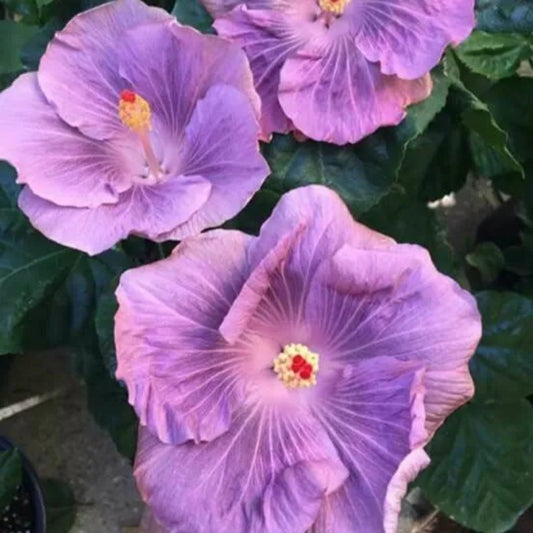 20 Lilac Hibiscus Flowers Flower Bloom Perennial Seeds | www.seedsplantworld.com