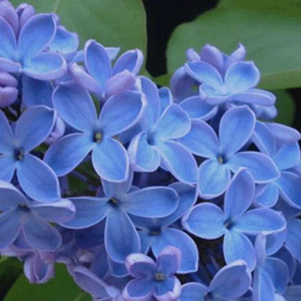 25 Blue Lilac Tree Fragrant Flowers Flower Perennial Seeds | www.seedsplantworld.com