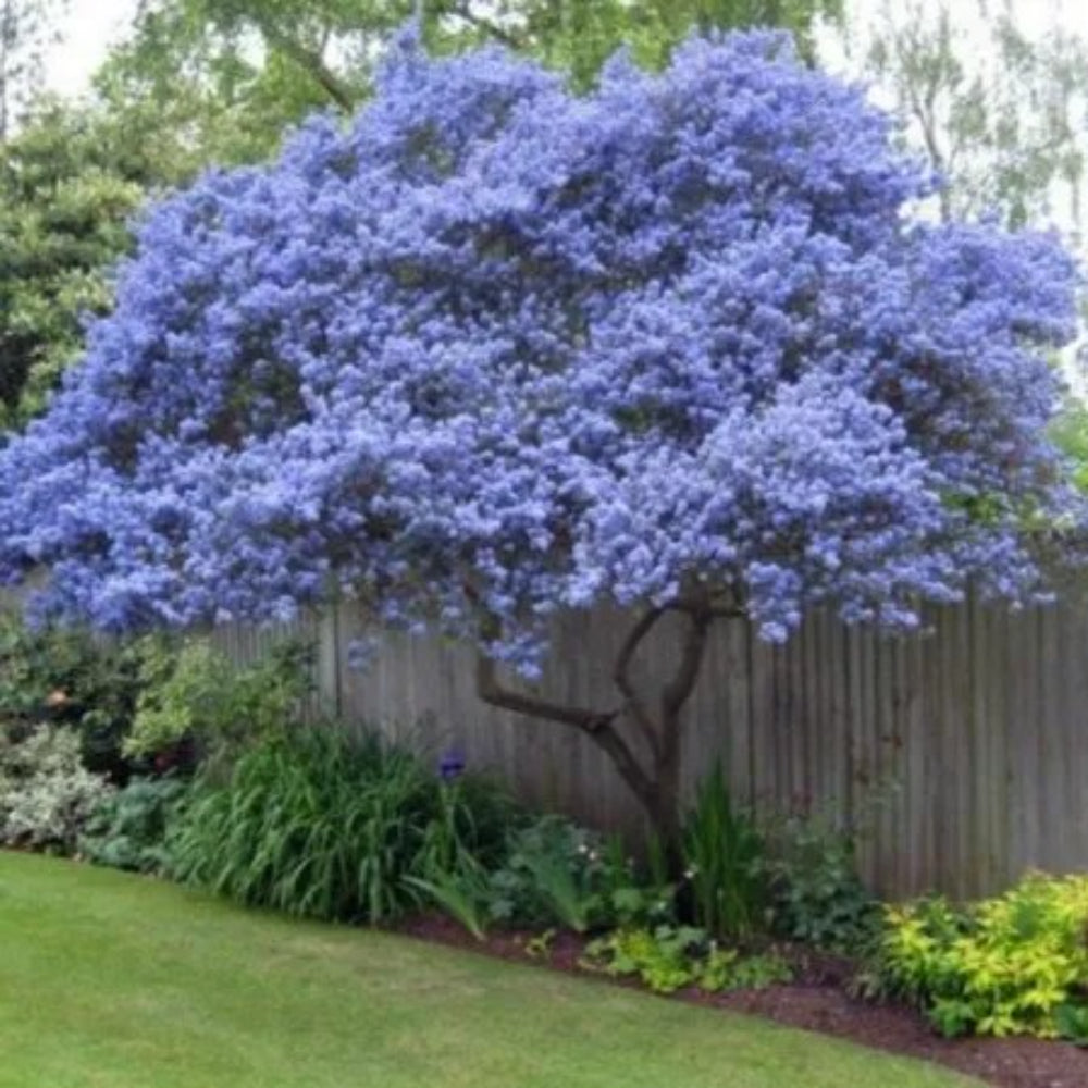 25 Creeping Mountain Lilac Tree Flowers Flower Perennial Seeds | www.seedsplantworld.com