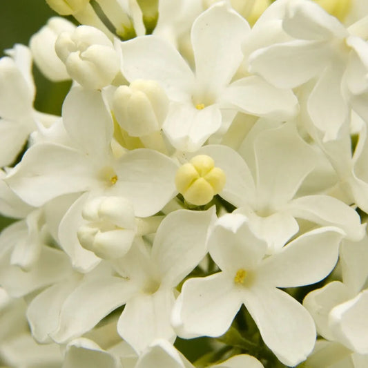 25 Angel White Lilac Tree Fragrant Hardy Flower Perennial Seeds | www.seedsplantworld.com