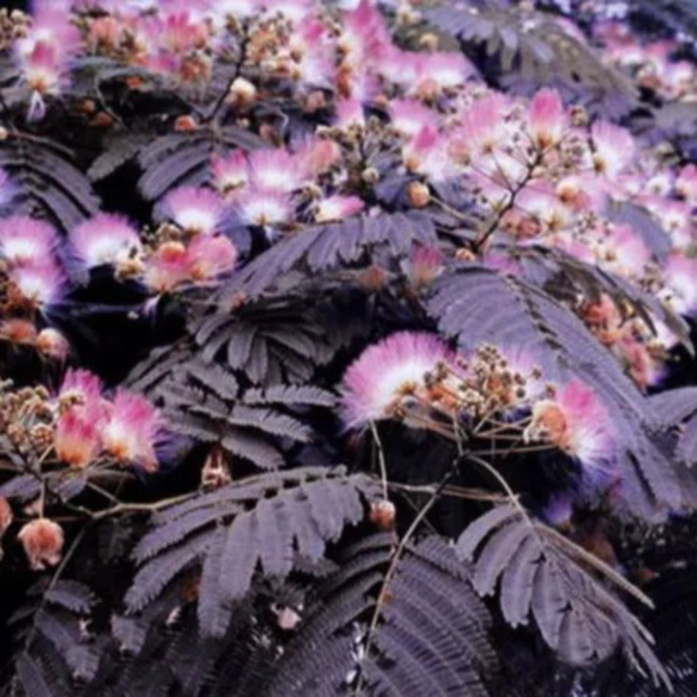 10 Summer Chocolate Mimosa Tree Silk Tree Albizia Julibrissin Perennial Seeds | www.seedsplantworld.com