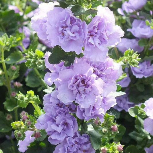 25 Blue Bacopa Hollyhock Flower Garden Flowers Perennial Seeds | www.seedsplantworld.com