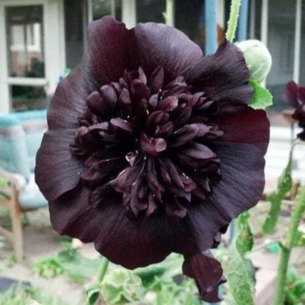 25 Black Prince Hollyhock Flower Flowers Perennial Seeds | www.seedsplantworld.com