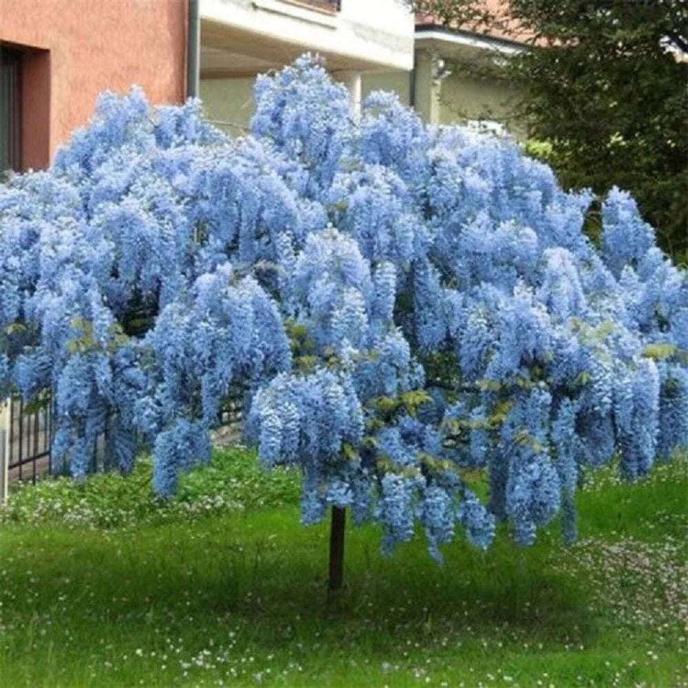 5 Blue Chinese Wisteria Vine Climbing Flower Rare Tropical Perennial Seeds | www.seedsplantworld.com