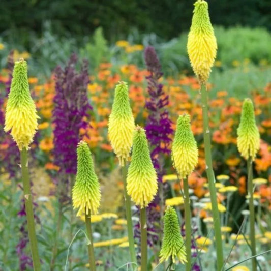 25 Bright Yellow Hot Poker Torch Lily Flower Kniphofia Perennial Seeds | www.seedsplantworld.com