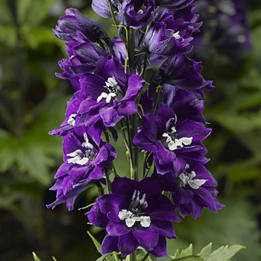 50 Dark Blue White Delphinium Garden Flower Flowers Perennial Seeds | www.seedsplantworld.com