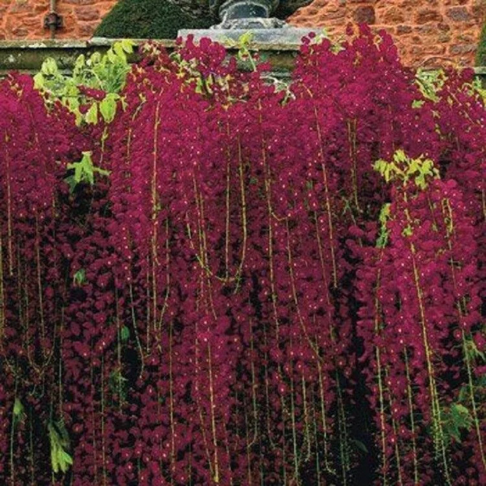 5 Red Black Dragon Wisteria Vine Climbing Flower Flowers Perennial Seeds | www.seedsplantworld.com