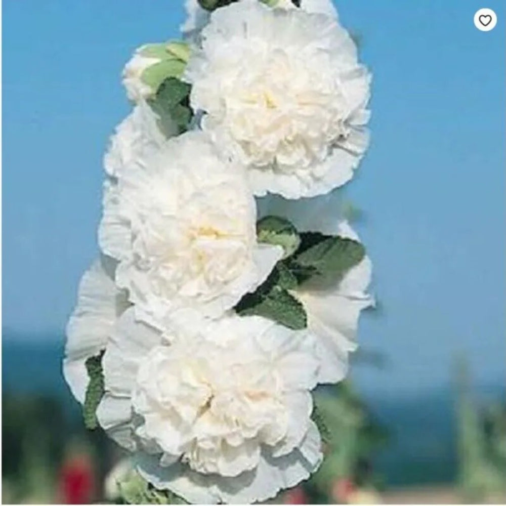 25 Charles White Hollyhock Flowers Flower Perennial Seeds | www.seedsplantworld.com