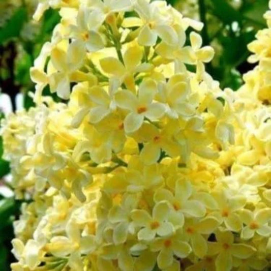 25 Yellow Lilac Tree Fragrant Flowers Flower Perennial Seeds | www.seedsplantworld.com