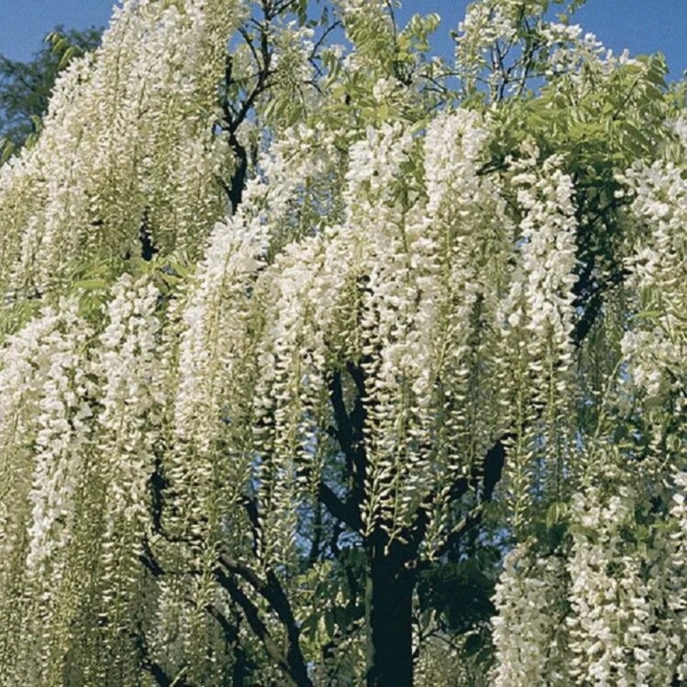 5 White Chinese Wisteria Vine Climbing Flower Rare Tropical Perennial Seeds | www.seedsplantworld.com