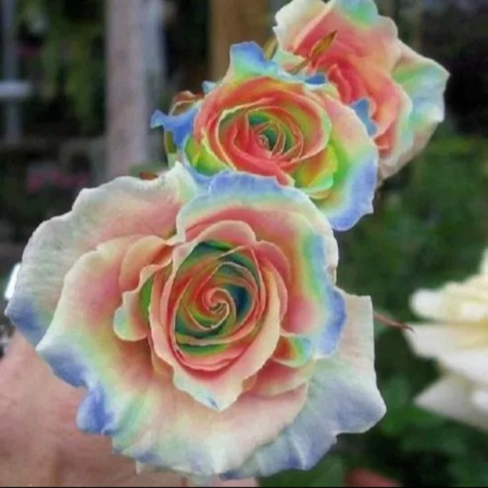 10 Rainbow Rose Flower Bush Flowers Bloom Perennial Seeds | www.seedsplantworld.com