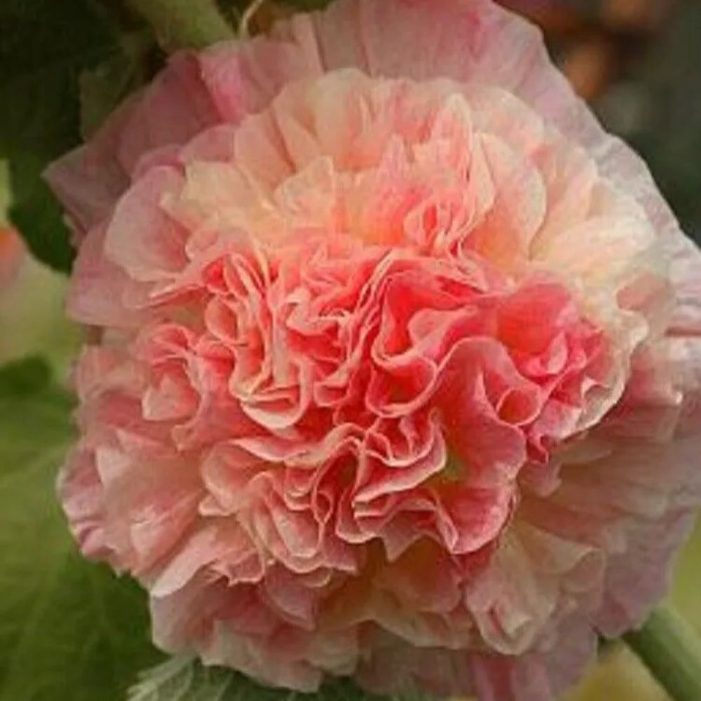 25 Double Orange Hollyhock Giant Flower Garden Flowers Perennial Seeds | www.seedsplantworld.com