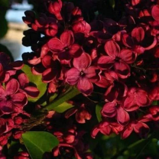 25 Red Lilac Tree Fragrant Flower Flowers Perennial Seeds | www.seedsplantworld.com