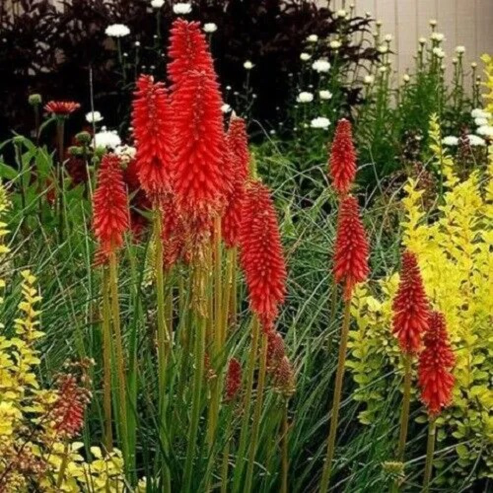 25 Bright Red Hot Poker Torch Lily Flower Kniphofia Uvaria Perennial Seeds | www.seedsplantworld.com