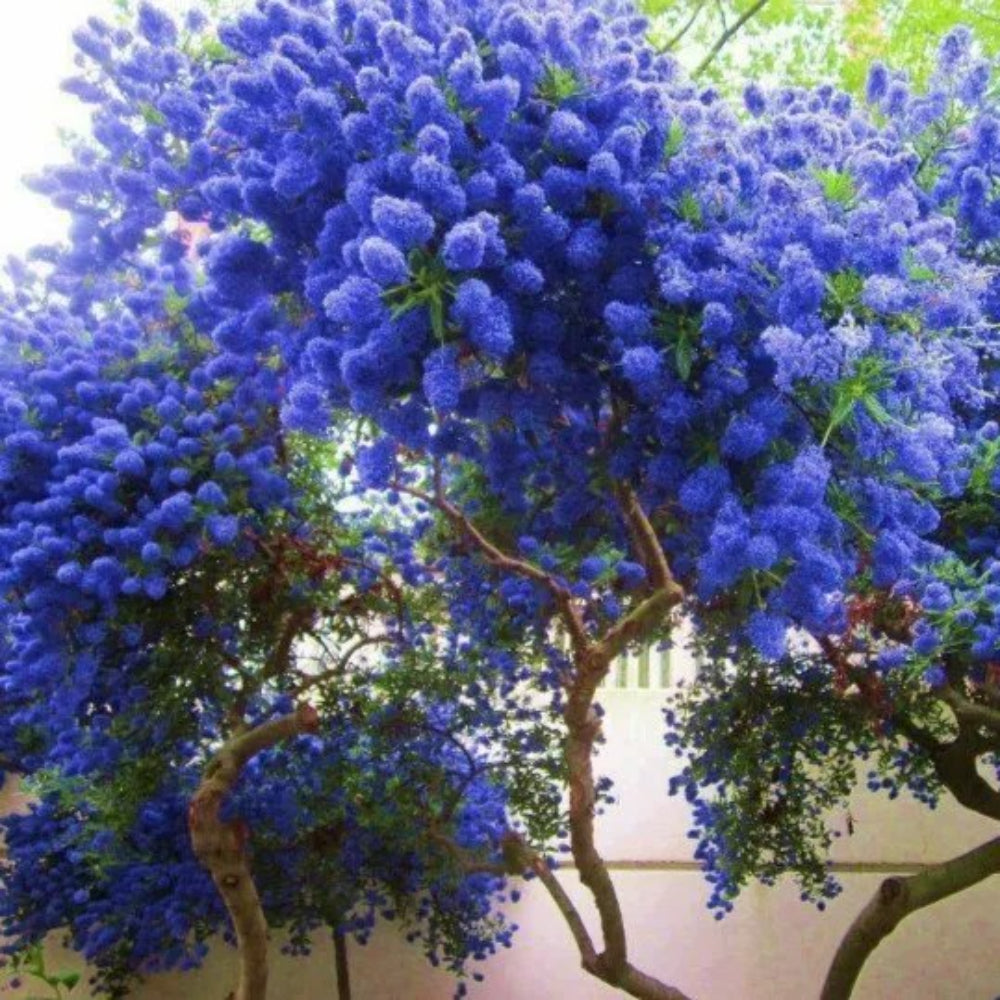 25 California Lilac Tree Fragrant Hardy Flower Perennial Seeds | www.seedsplantworld.com