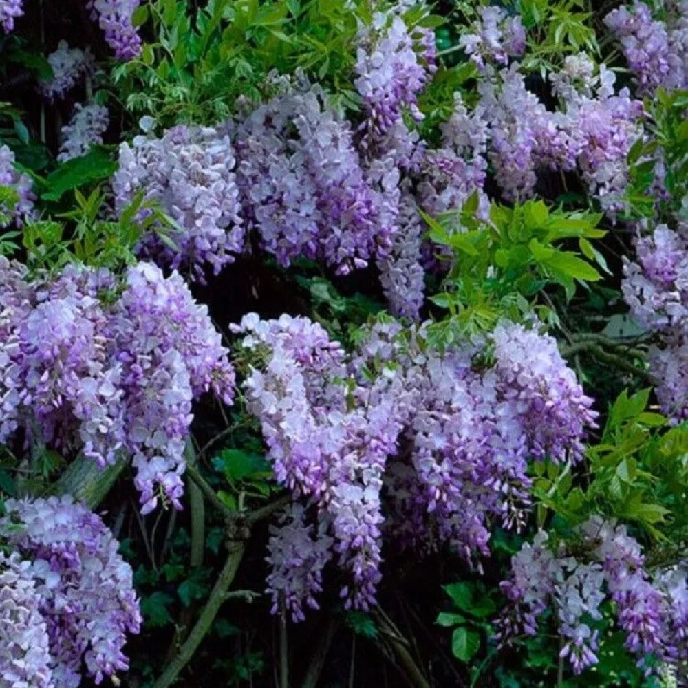 5 Dark Purple Chinese Wisteria Vine Climbing Flower Perennial Seeds | www.seedsplantworld.com