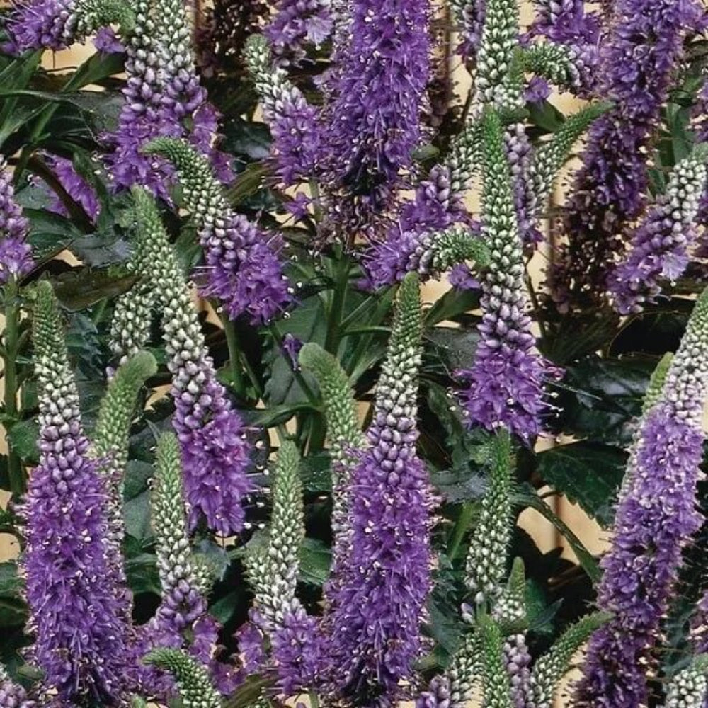 100 Purple Veronica Speedwell Royal Candle Flower Flowers Perennial Seeds | www.seedsplantworld.com