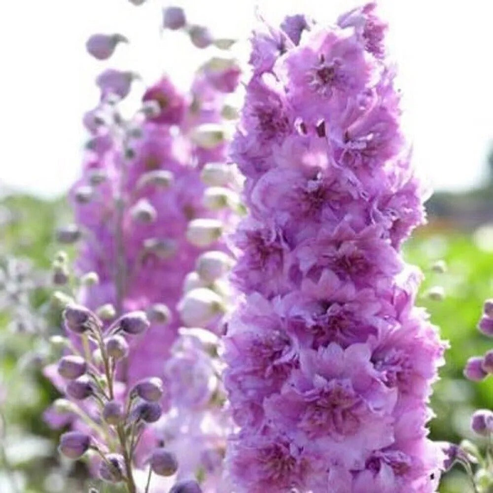 50 Magic Fountain Delphinium Garden Flower Flowers Perennial Seeds | www.seedsplantworld.com