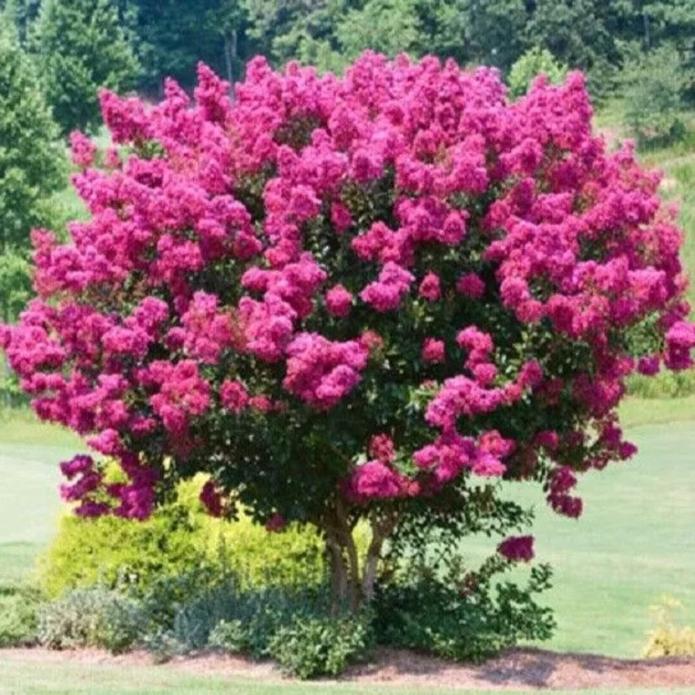 25 Pink Velour Lilac Tree Fragrant Flowers Flower Perennial Seeds | www.seedsplantworld.com