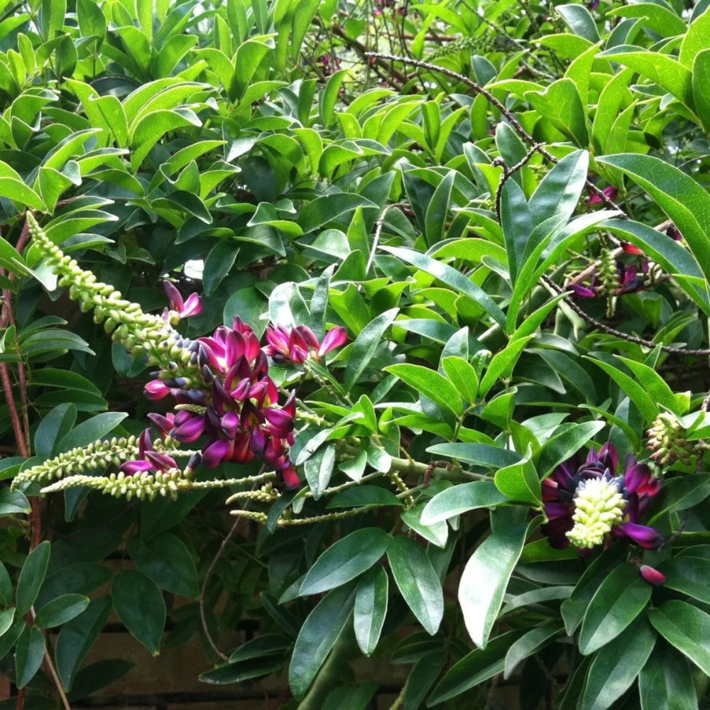 5 Evergreen Wisteria Bright Pink Vine Climbing Flower Perennial Seeds | www.seedsplantworld.com