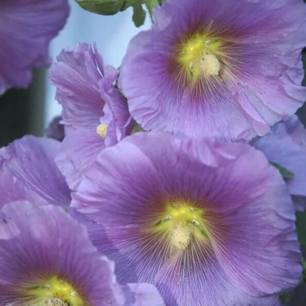 25 Purple Yellow Hollyhock Giant Flower Garden Flowers Perennial Seeds | www.seedsplantworld.com