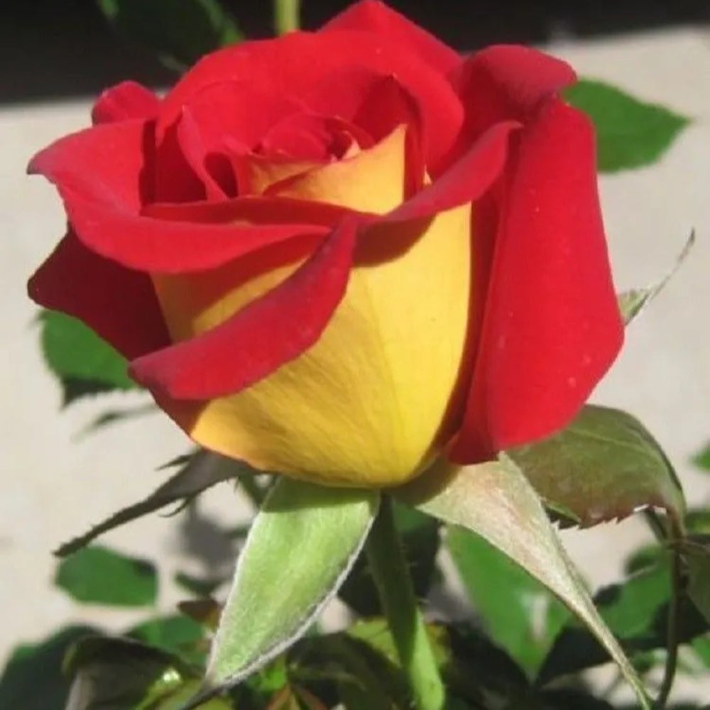 10 Yellow Red Rose Flower Bush Flowers Flower Perennial Seeds | www.seedsplantworld.com