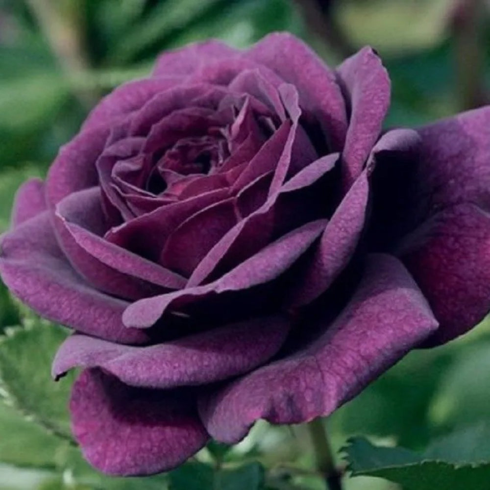 10 Dark Purple Rose Flower Bush Flowers Bloom Perennial Seeds | www.seedsplantworld.com