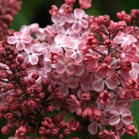 25 Pink Lilac Fragrant Hardy Flower Flowers Perennial Seeds | www.seedsplantworld.com