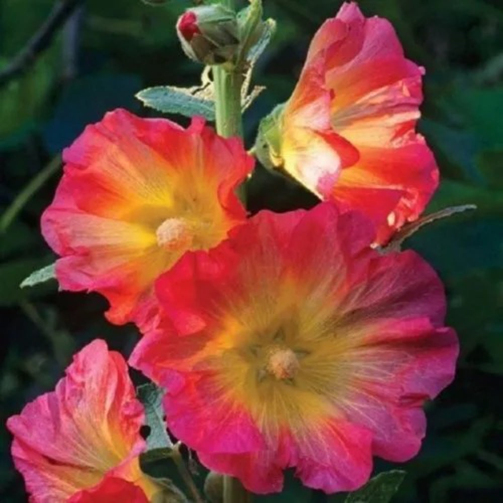 25 Pink Orange Hollyhock Flowers Flower Bloom Perennial Seeds | www.seedsplantworld.com