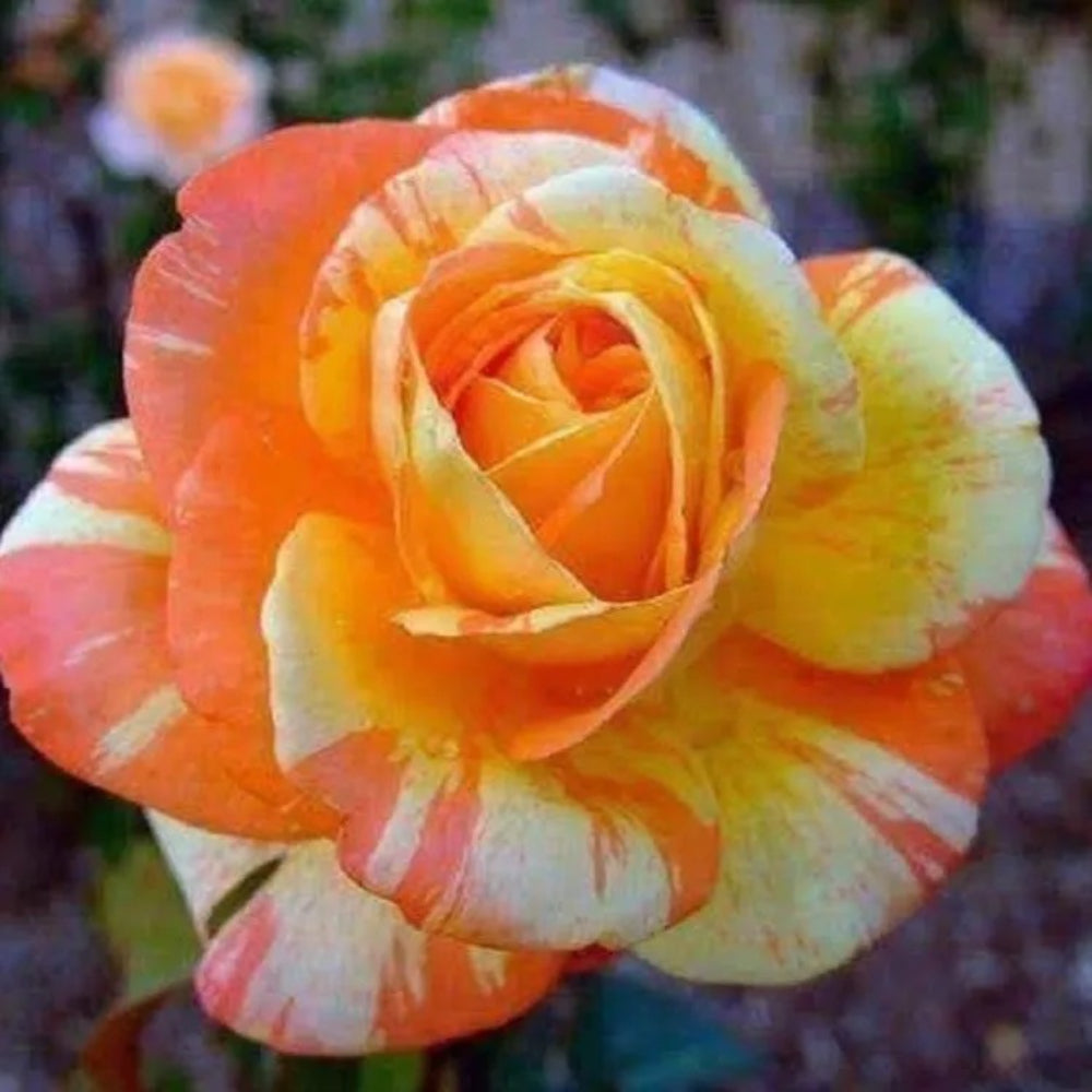 10 Orange White Rose Flower Bush Flowers Perennial Seeds | www.seedsplantworld.com