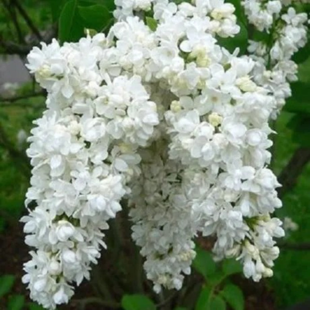 25 White Lilac Tree Fragrant Flower Flowers Perennial Seeds | www.seedsplantworld.com