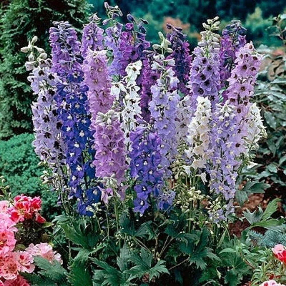 50 Sweethearts Delphinium Garden Flower Flowers Perennial Seeds | www.seedsplantworld.com